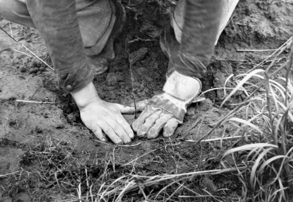 CCC-Tennessee-Tree-Planting