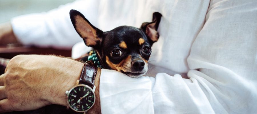 Entrepreneur Journey: Building an eMarket for Used Luxury Watches