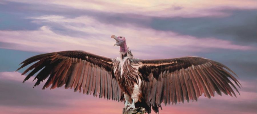 Vulture Capital: Why Early Stage VC Could Kill Your Startup