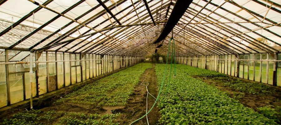 Revamping Your Farmyard to a Greenhouse Farming Business